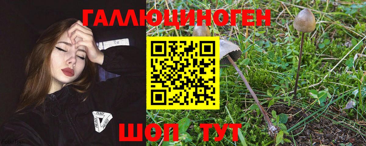 Минусинск  Галлюциногенные грибы прущие грибы  Вход с VPN 